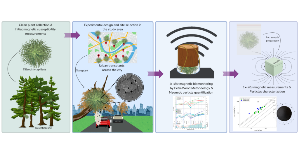Vigilantes de la atmósfera: los claveles del aire